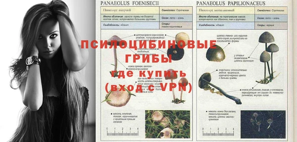 гидра Абаза